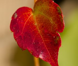 Preview wallpaper leaf, macro, plant, red, blur