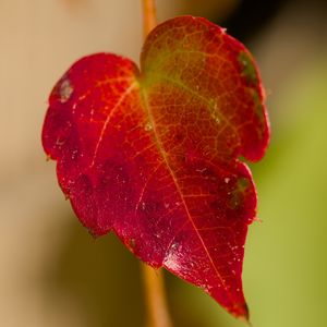 Preview wallpaper leaf, macro, plant, red, blur