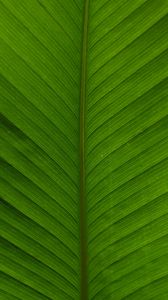 Preview wallpaper leaf, macro, plant
