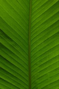 Preview wallpaper leaf, macro, plant