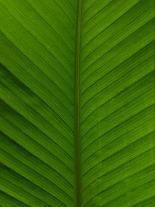 Preview wallpaper leaf, macro, plant