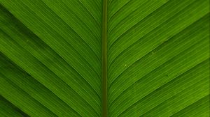 Preview wallpaper leaf, macro, plant