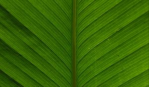 Preview wallpaper leaf, macro, plant