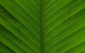Preview wallpaper leaf, macro, plant