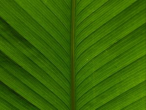 Preview wallpaper leaf, macro, plant