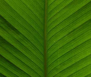 Preview wallpaper leaf, macro, plant