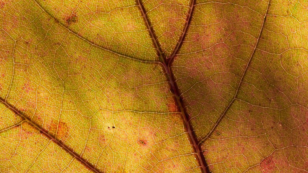 Wallpaper leaf, macro, plant, yellow