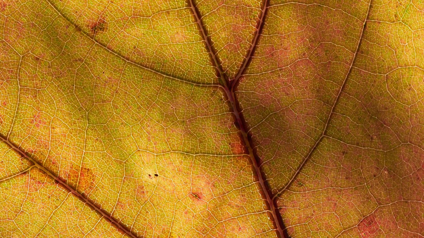 Download wallpaper 1366x768 leaf, macro, plant, yellow tablet, laptop ...