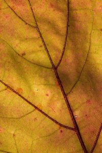 Preview wallpaper leaf, macro, plant, yellow