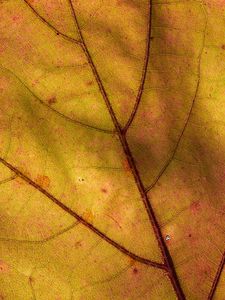 Preview wallpaper leaf, macro, plant, yellow