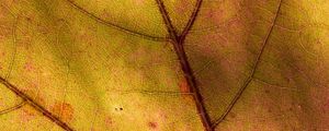 Preview wallpaper leaf, macro, plant, yellow