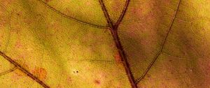 Preview wallpaper leaf, macro, plant, yellow