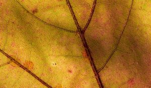 Preview wallpaper leaf, macro, plant, yellow