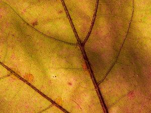 Preview wallpaper leaf, macro, plant, yellow
