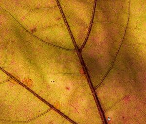 Preview wallpaper leaf, macro, plant, yellow