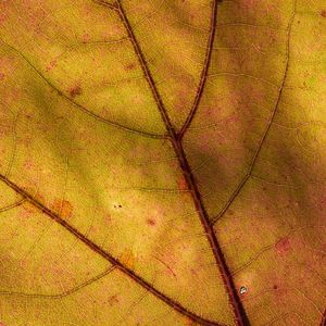 Preview wallpaper leaf, macro, plant, yellow
