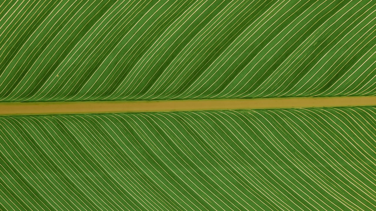 Wallpaper leaf, macro, plant, green