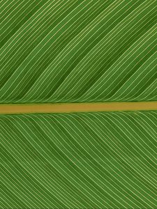 Preview wallpaper leaf, macro, plant, green