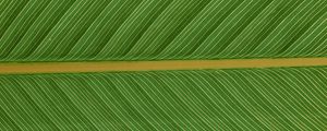 Preview wallpaper leaf, macro, plant, green