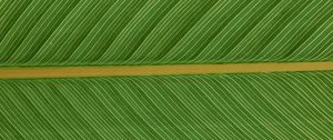 Preview wallpaper leaf, macro, plant, green