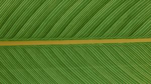 Preview wallpaper leaf, macro, plant, green