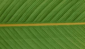 Preview wallpaper leaf, macro, plant, green