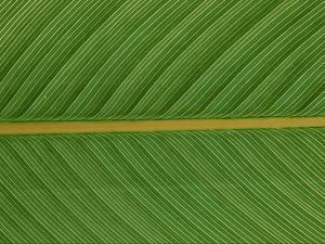 Preview wallpaper leaf, macro, plant, green