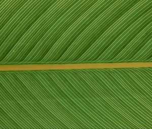 Preview wallpaper leaf, macro, plant, green