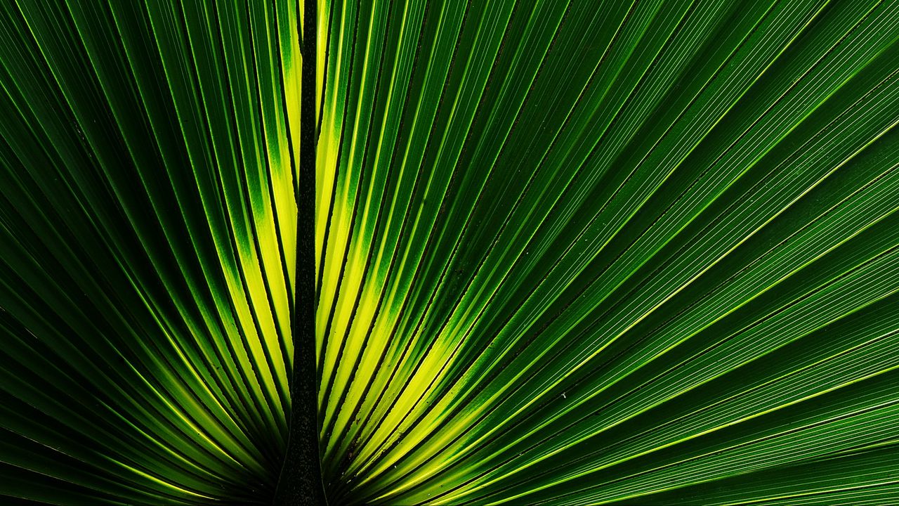 Wallpaper leaf, macro, plant, stripes, green