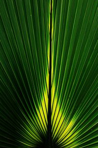 Preview wallpaper leaf, macro, plant, stripes, green
