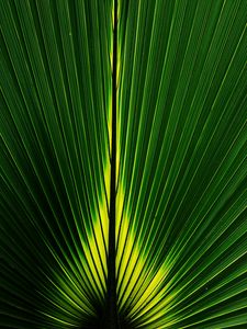 Preview wallpaper leaf, macro, plant, stripes, green