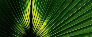 Preview wallpaper leaf, macro, plant, stripes, green