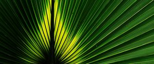 Preview wallpaper leaf, macro, plant, stripes, green
