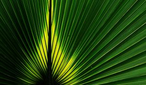 Preview wallpaper leaf, macro, plant, stripes, green