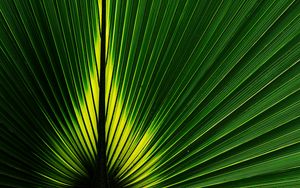 Preview wallpaper leaf, macro, plant, stripes, green