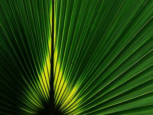Preview wallpaper leaf, macro, plant, stripes, green