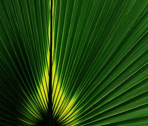 Preview wallpaper leaf, macro, plant, stripes, green