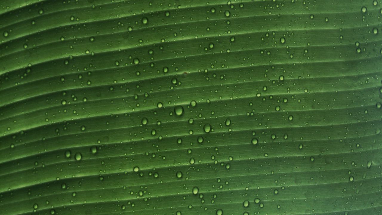 Wallpaper leaf, macro, plant, drops, water