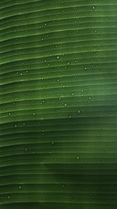 Preview wallpaper leaf, macro, plant, drops, water
