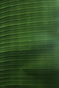 Preview wallpaper leaf, macro, plant, drops, water