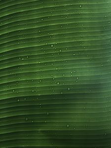 Preview wallpaper leaf, macro, plant, drops, water