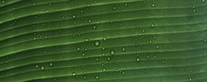 Preview wallpaper leaf, macro, plant, drops, water