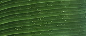 Preview wallpaper leaf, macro, plant, drops, water