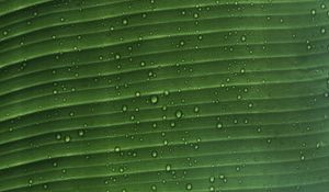 Preview wallpaper leaf, macro, plant, drops, water