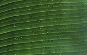 Preview wallpaper leaf, macro, plant, drops, water