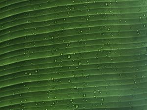 Preview wallpaper leaf, macro, plant, drops, water