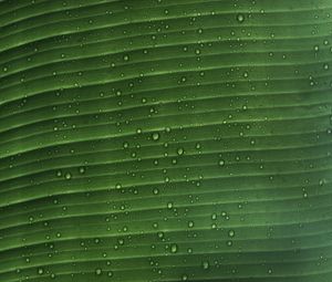 Preview wallpaper leaf, macro, plant, drops, water