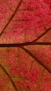 Preview wallpaper leaf, macro, red, plant