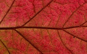 Preview wallpaper leaf, macro, red, plant