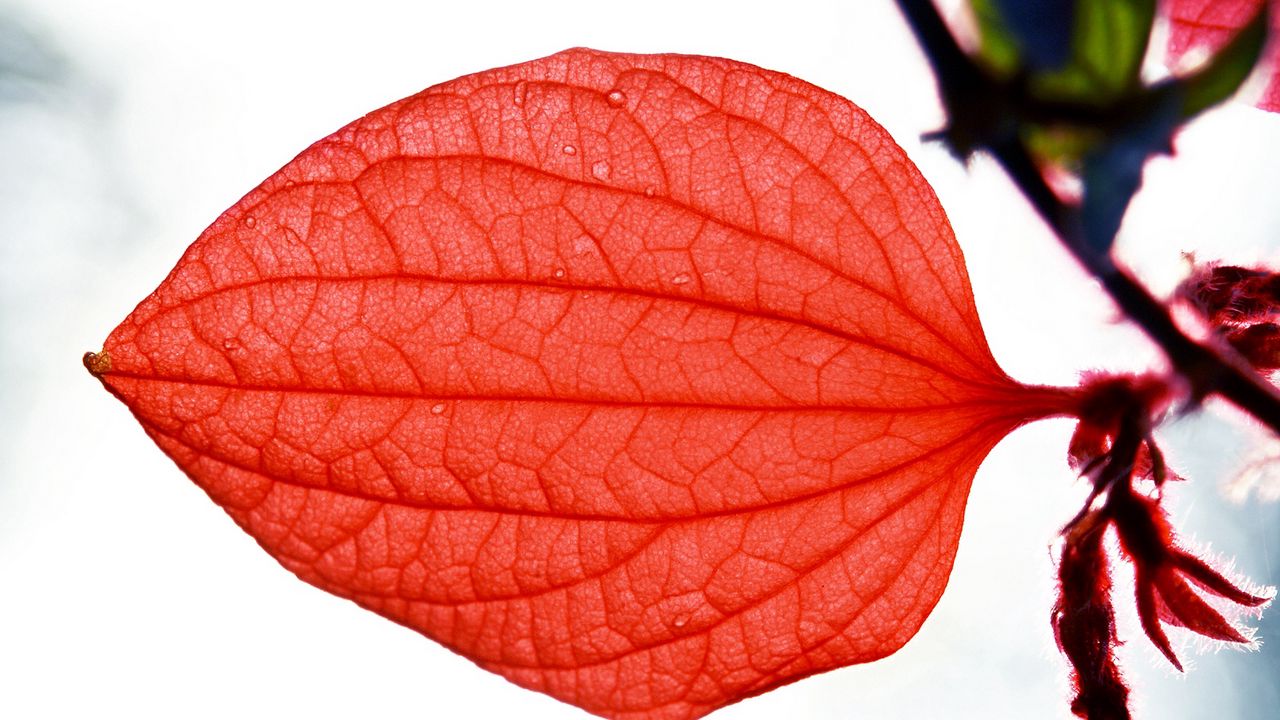 Wallpaper leaf, macro, red, plantain